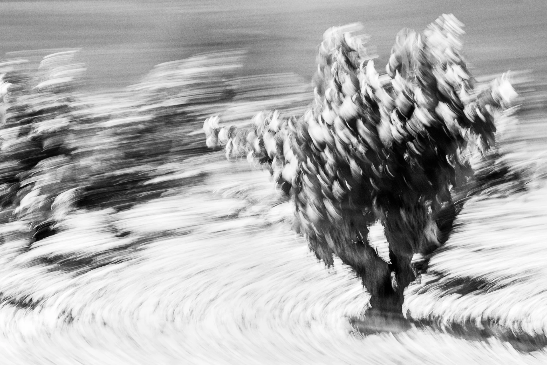 abstract black white photograph vine spain MRK 6692