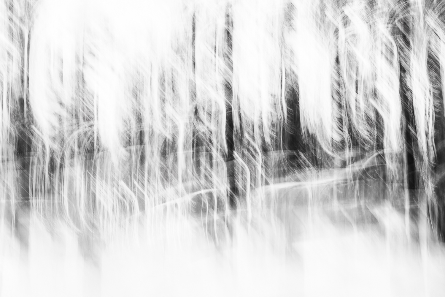 multiple exposure photo trees abstract gaevle MRK 6718