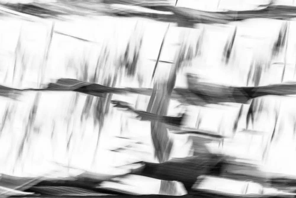 double exposure blackandwhite abstract vineyards MRK 2105