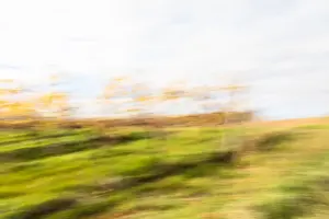 Verblassende Herbstreben Zornheimer Weinpavillon – ICM Fotografie Rheinhessen jenseits des Offensichtlichen von Marion Rockstroh-Kruft
