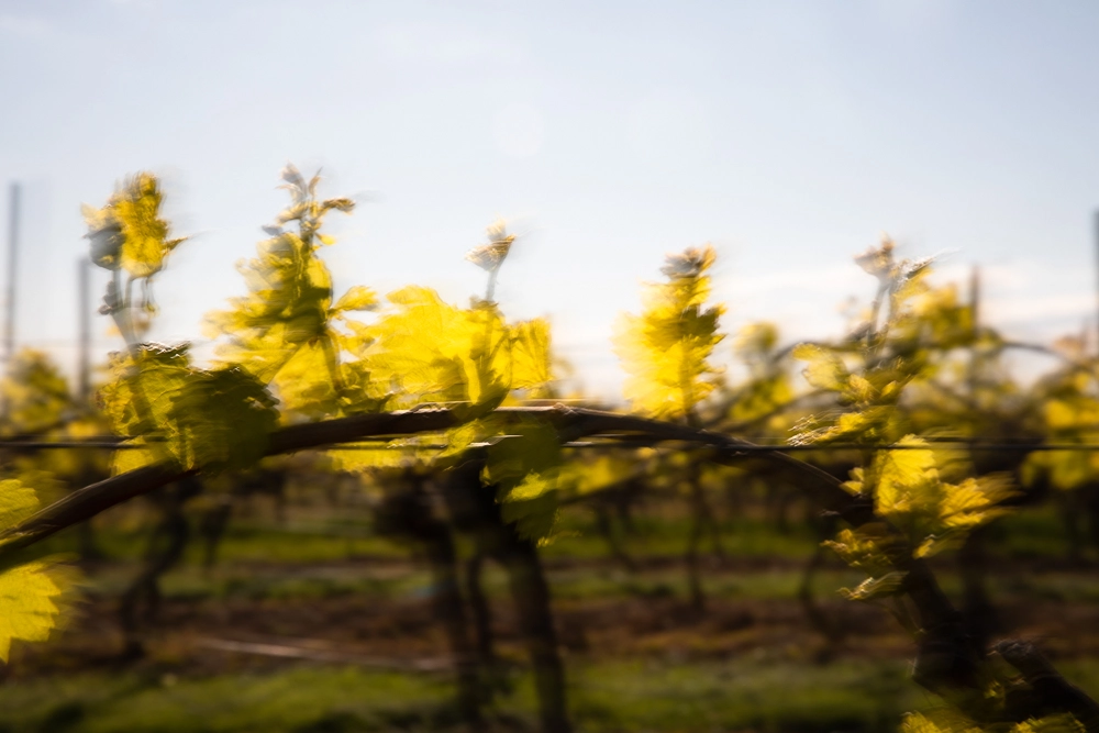 fruehling erste Triebe Weinberg MRK 2606