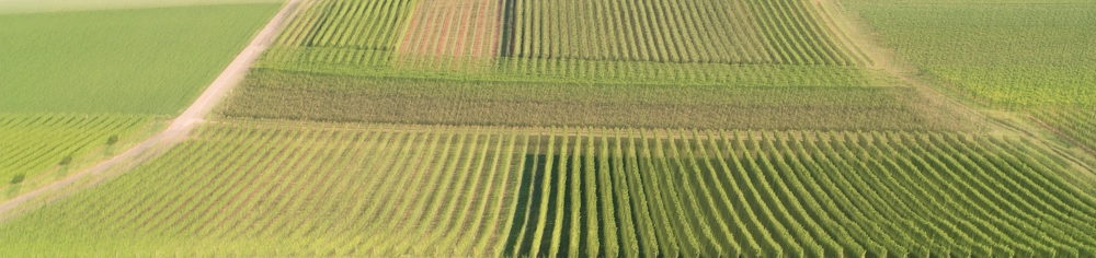 panorama unendlichkeit weinbergsreihen MRK 8415