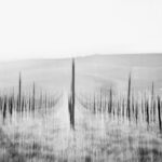 Stickel in Frühjahrs-Rebzeilen mit Nebel und vertikaler ICM-Bewegung – Metamorphosen der Stille von Marion Rockstroh-Kruft