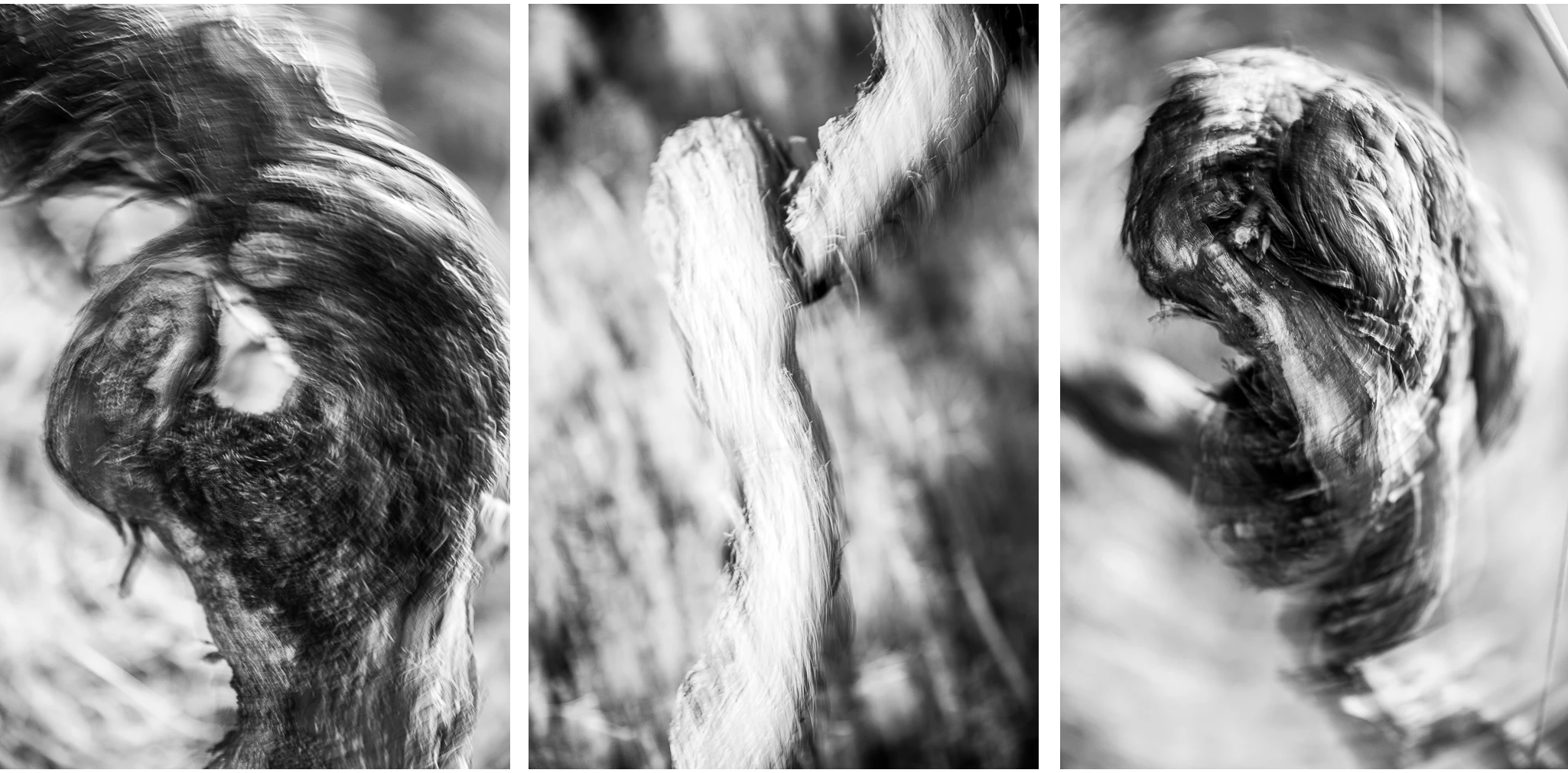 Drei Rebstockporträts mit spiralförmiger ICM-Bewegung – Triptychon Metamorphosen der Stille von Marion Rockstroh-Kruft