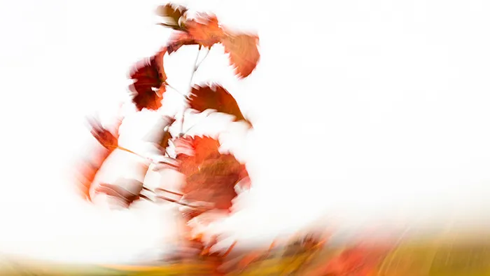 Rote Herbstranke tanzend Wahlheimer Hof Oktober – ICM Fotografie Rheinhessen jenseits des Offensichtlichen von Marion Rockstroh-Kruft