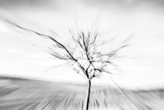 Kahler Obstbaum zwischen Weinbergen mit radialer ICM-Bewegung Märzlicht – Metamorphosen der Stille von Marion Rockstroh-Kruft