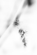 03-190130-ZH-Weinberge-Schnee-MRK_9230