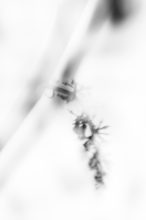 Abstraktes Traubenstielgerüst schwebend auf weißem Grund – ICM Fotografie Metamorphosen der Stille von Marion Rockstroh-Kruft