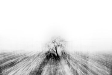 Weinbergsweg mit Solitärbaum als Fluchtpunkt, Zoom-ICM-Bewegung Februar – Metamorphosen der Stille von Marion Rockstroh-Kruft