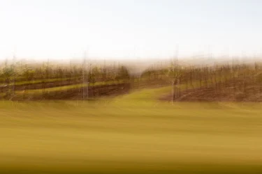 Erdfarben-Weinberge-vorbeifahren-MRK-8608