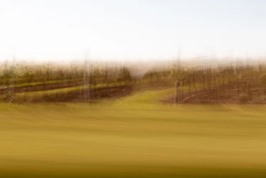 Symmetrische Rebzeilen Rheinfront Brauntöne – ICM Fotografie Rheinhessen jenseits des Offensichtlichen von Marion Rockstroh-Kruft