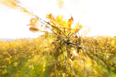 Goldgelbe Weinranken im Herbst, abstrakt bewegt – ICM Fotografie Rheinhessen jenseits des Offensichtlichen von Marion Rockstroh-Kruft