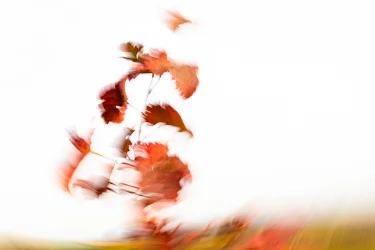 Ranken-Weinberg-tanzen-Wind-MRK-9517