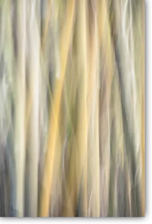 Vertikale Lichtbahnen im Bambuswald – ICM Fotografie Zwischen Licht und Stille von Marion Rockstroh-Kruft