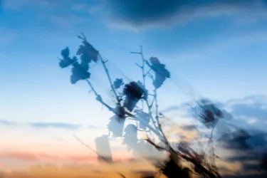 Sonnenuntergang-Rheinhessen-MRK-9858