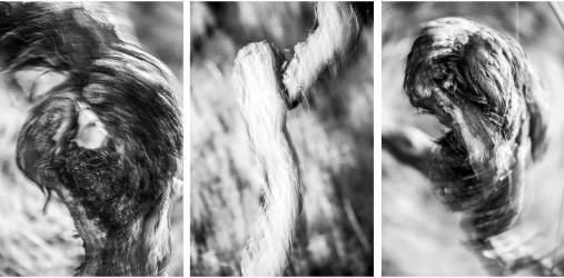 Drei Rebstockporträts mit spiralförmiger ICM-Bewegung – Triptychon Metamorphosen der Stille von Marion Rockstroh-Kruft
