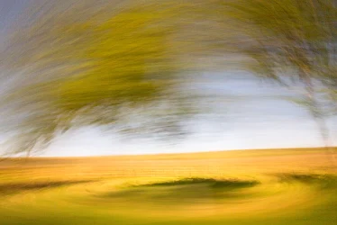 Baum und Weinreben rotierend Nierstein Rheinfront – ICM Fotografie Rheinhessen jenseits des Offensichtlichen von Marion Rockstroh-Kruft