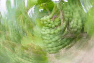 Grüne Trauben rotierend abstrahiert Weinberg August – ICM Fotografie Rheinhessen jenseits des Offensichtlichen von Marion Rockstroh-Kruft