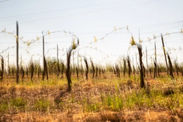 fruehling-weinstoecke-volle-kraft-MRK-0613