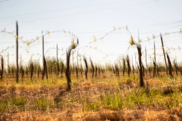 Weinberg im Mai mit feinen Triebspitzen – ICM Fotografie Rheinhessen jenseits des Offensichtlichen von Marion Rockstroh-Kruft