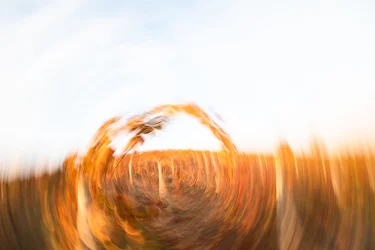 herbstfaerbung-ranken-umrahmen-Weinberg-MRK-3327