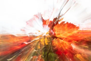 kraftvolle-Herbstverfärbung-Weinberg-MRK-9611